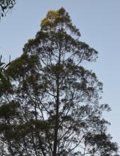 Cypress Pine