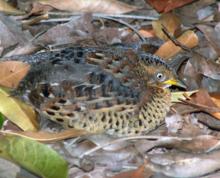 Red-backed Button Quail